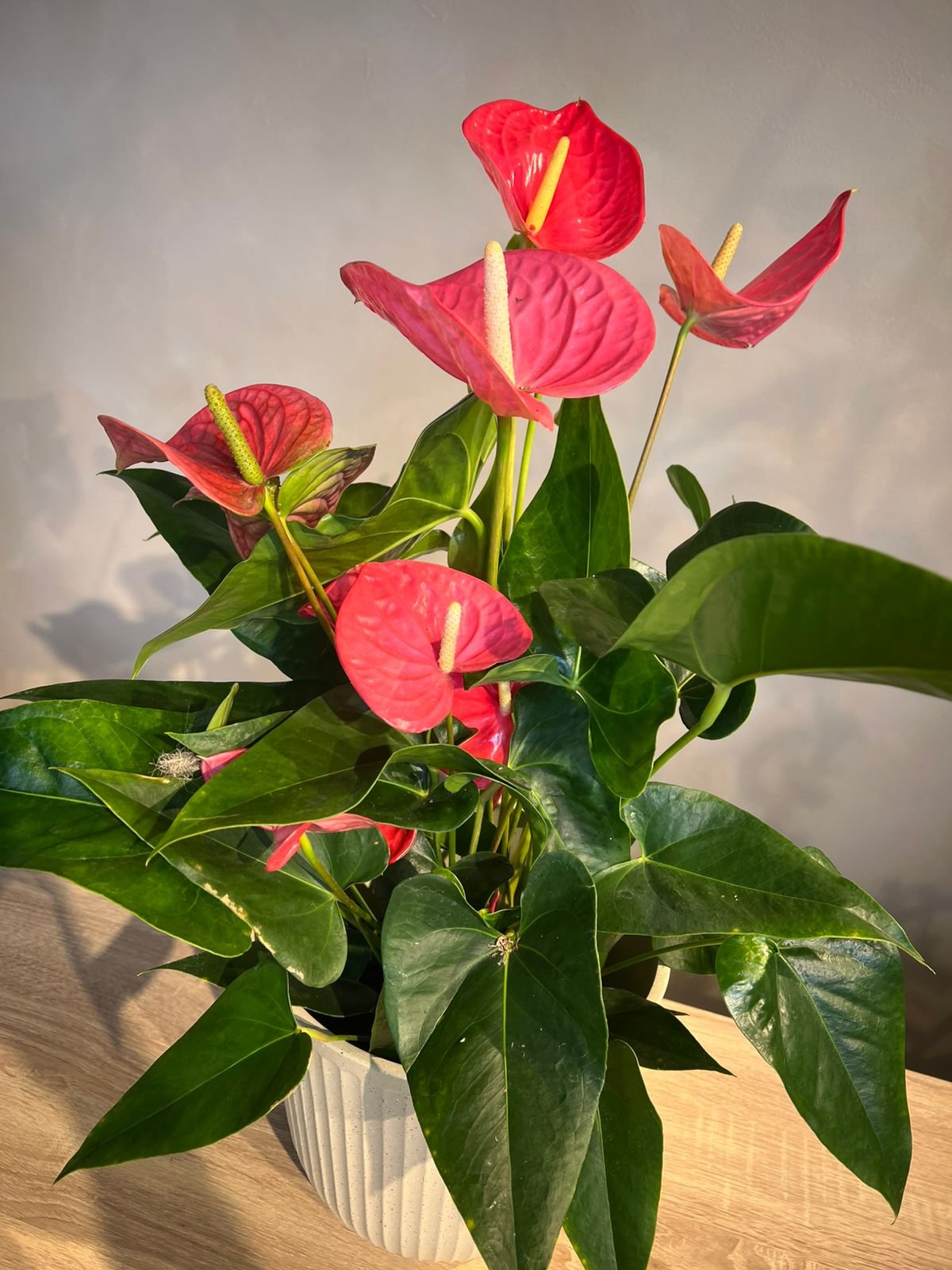 Pink Anthurium Plant in Decorative Pot