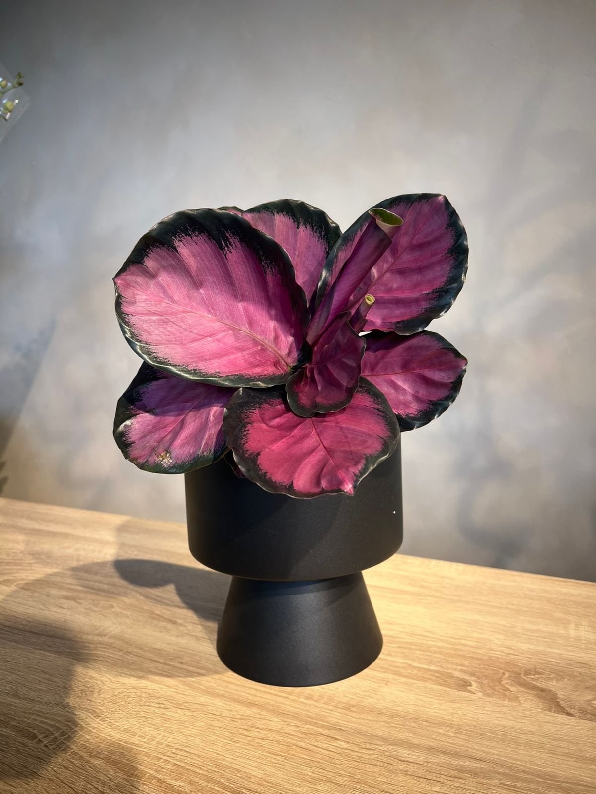 Calathea Roseopicta Dottie with Designer Pot
