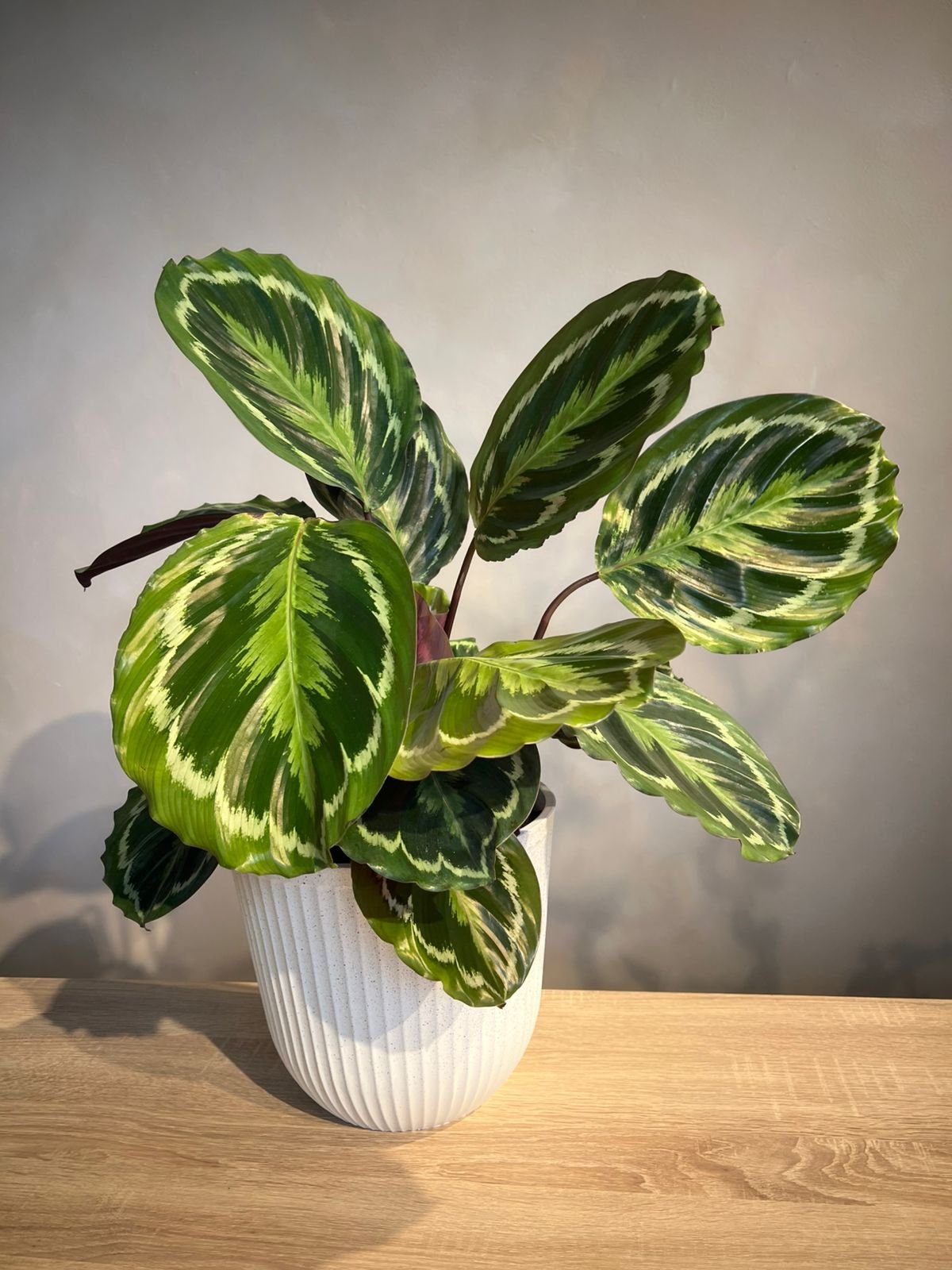 Calathea Medallion with Decorative Pot