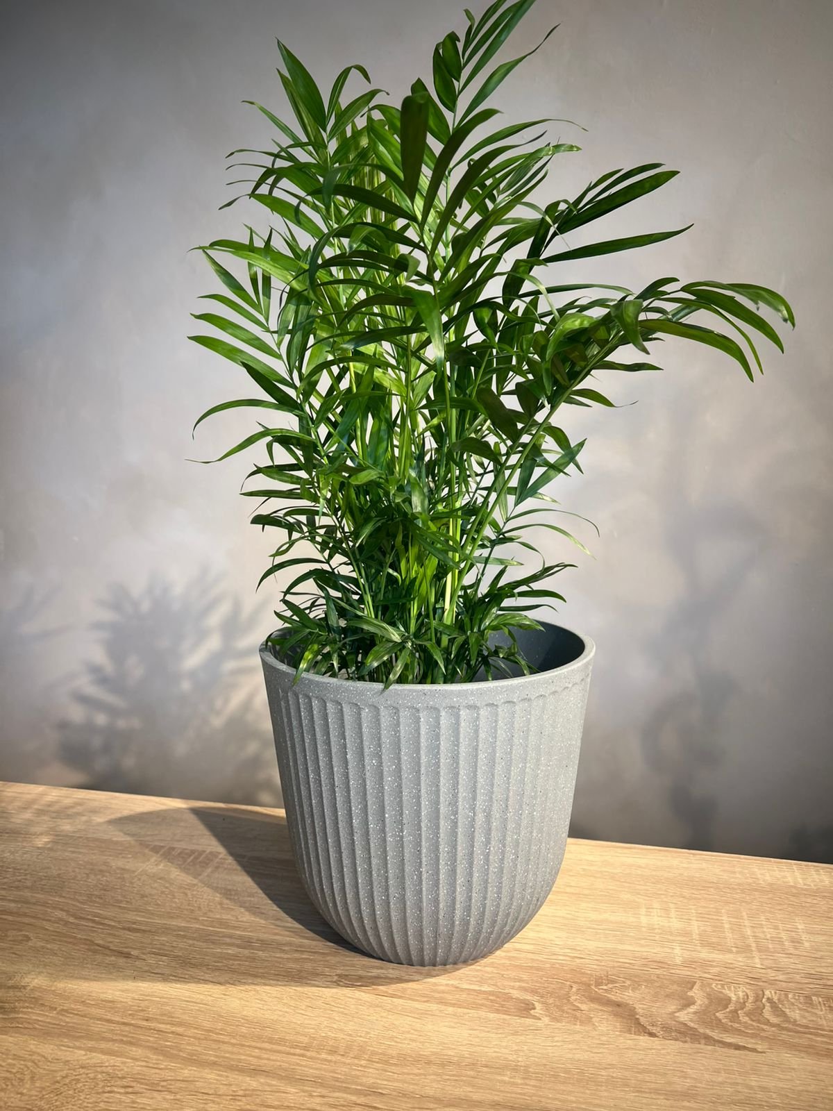 Parlor Palm with Modern Pot