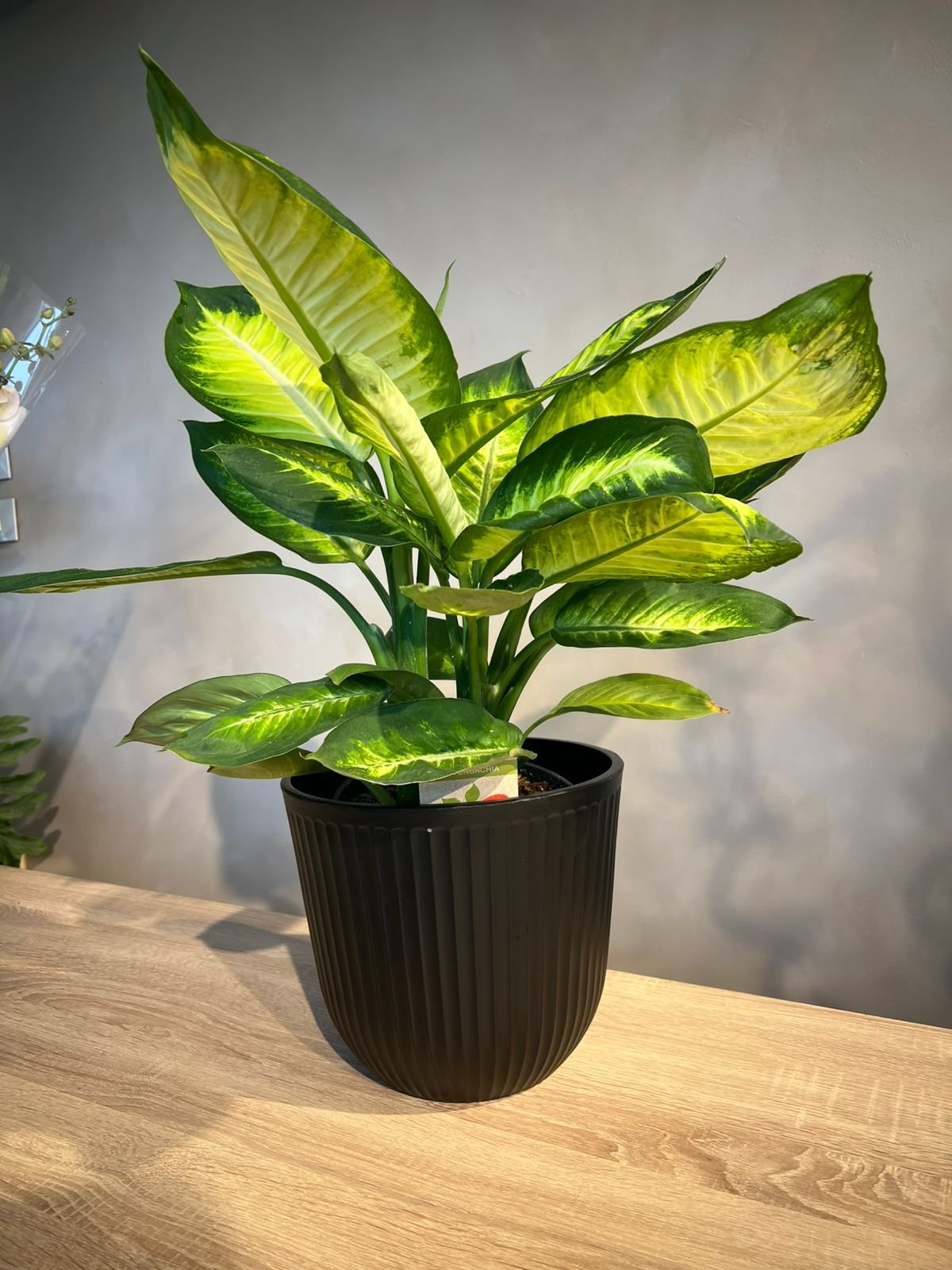 Dieffenbachia Tropic Snow with Decorative Pot