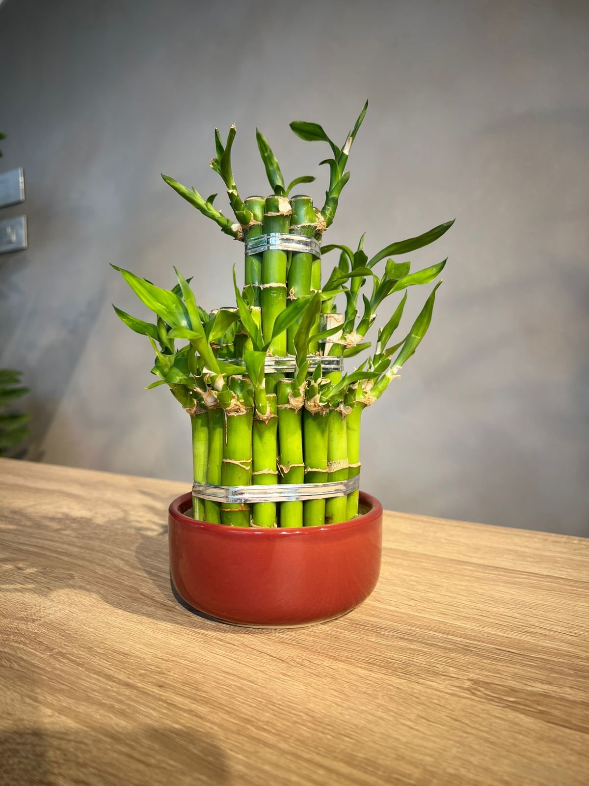 Lucky Bamboo Arrangement