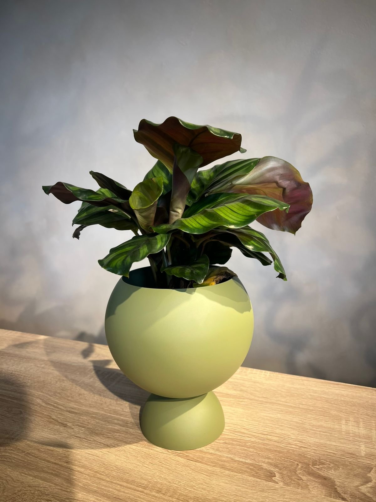 Calathea Orbifolia with Designer Pot