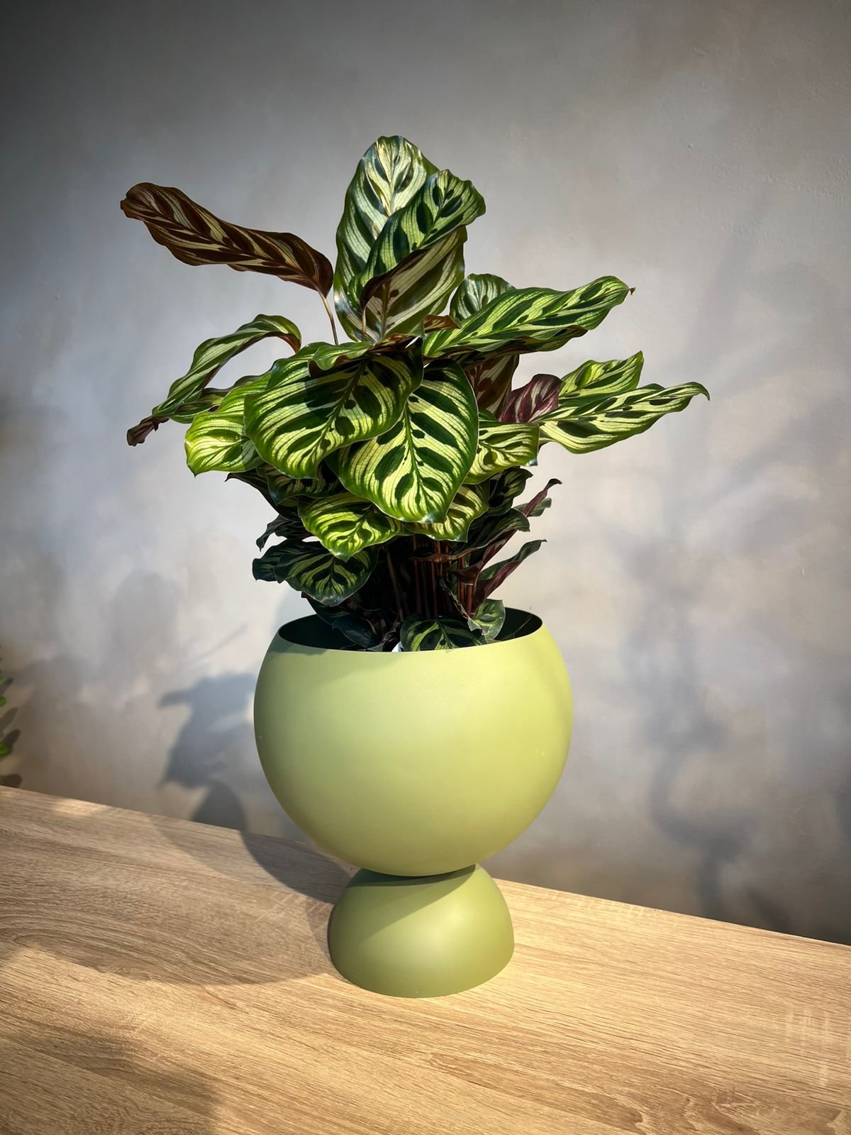 Calathea Makoyana (Peacock Plant) with Designer Pot