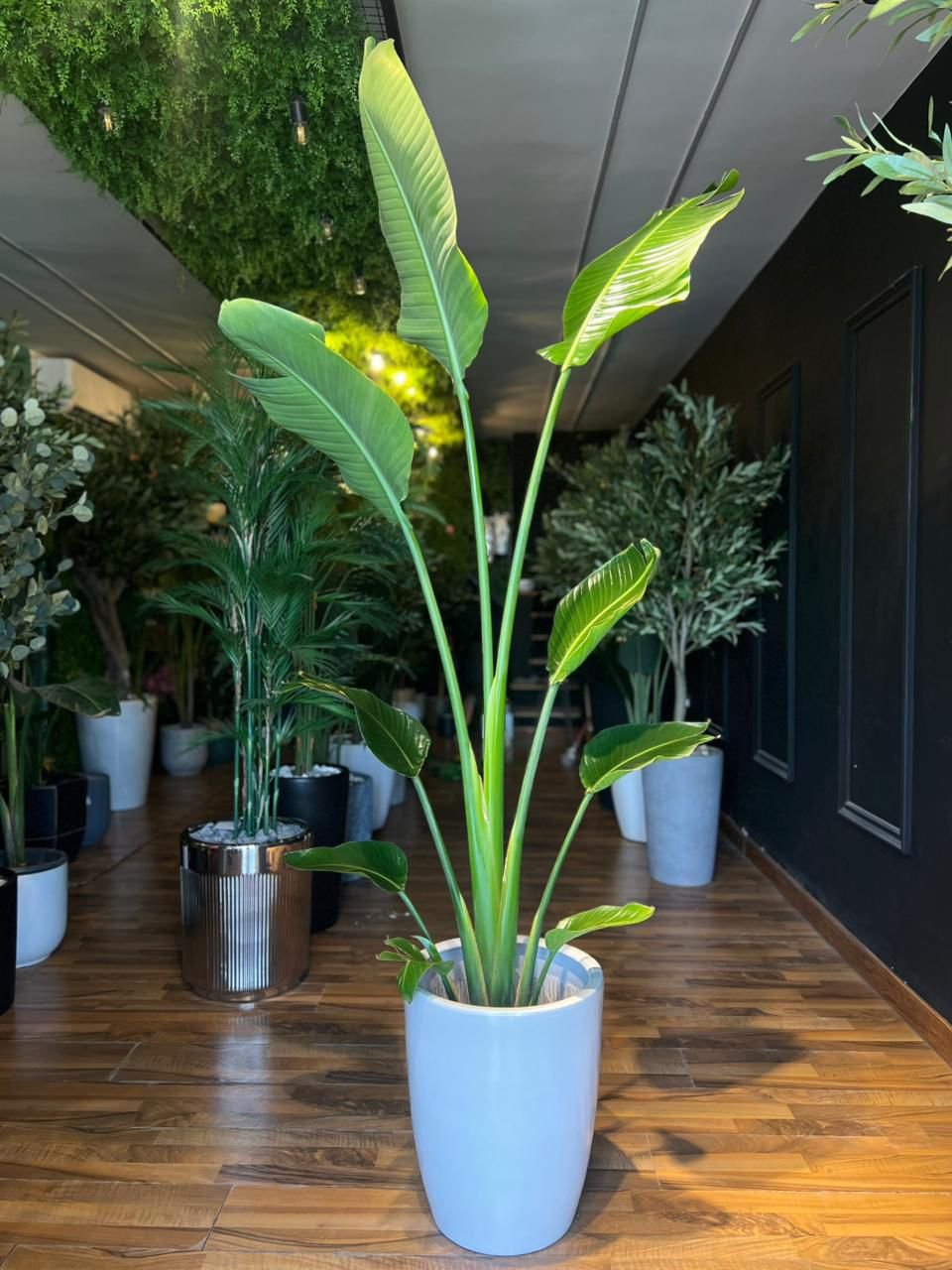 White Bird of Paradise (Strelitzia)