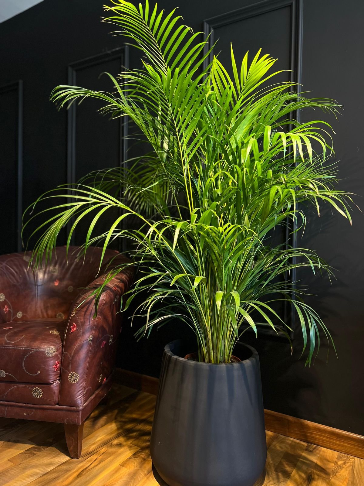 Areca Palm