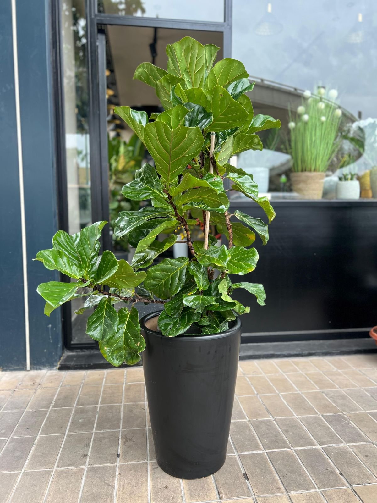 Fiddle Leaf Fig (Ficus Lyrata)
