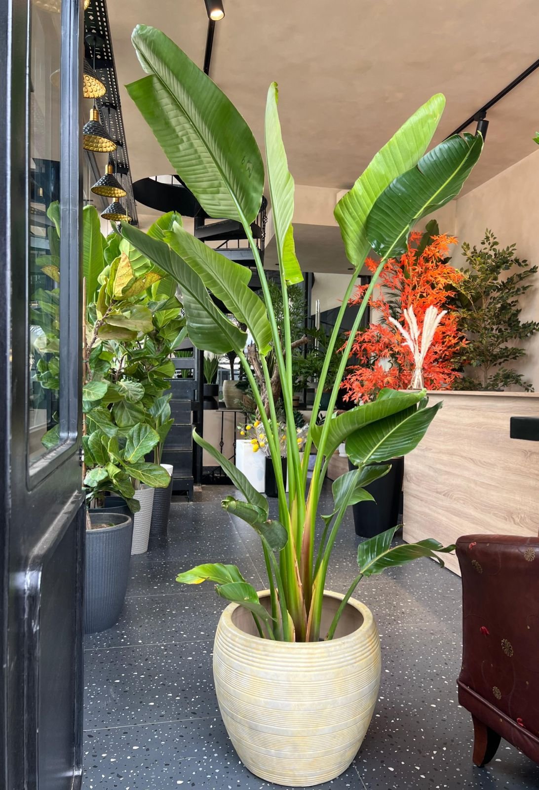 Giant Bird of Paradise (Strelitzia Nicolai)