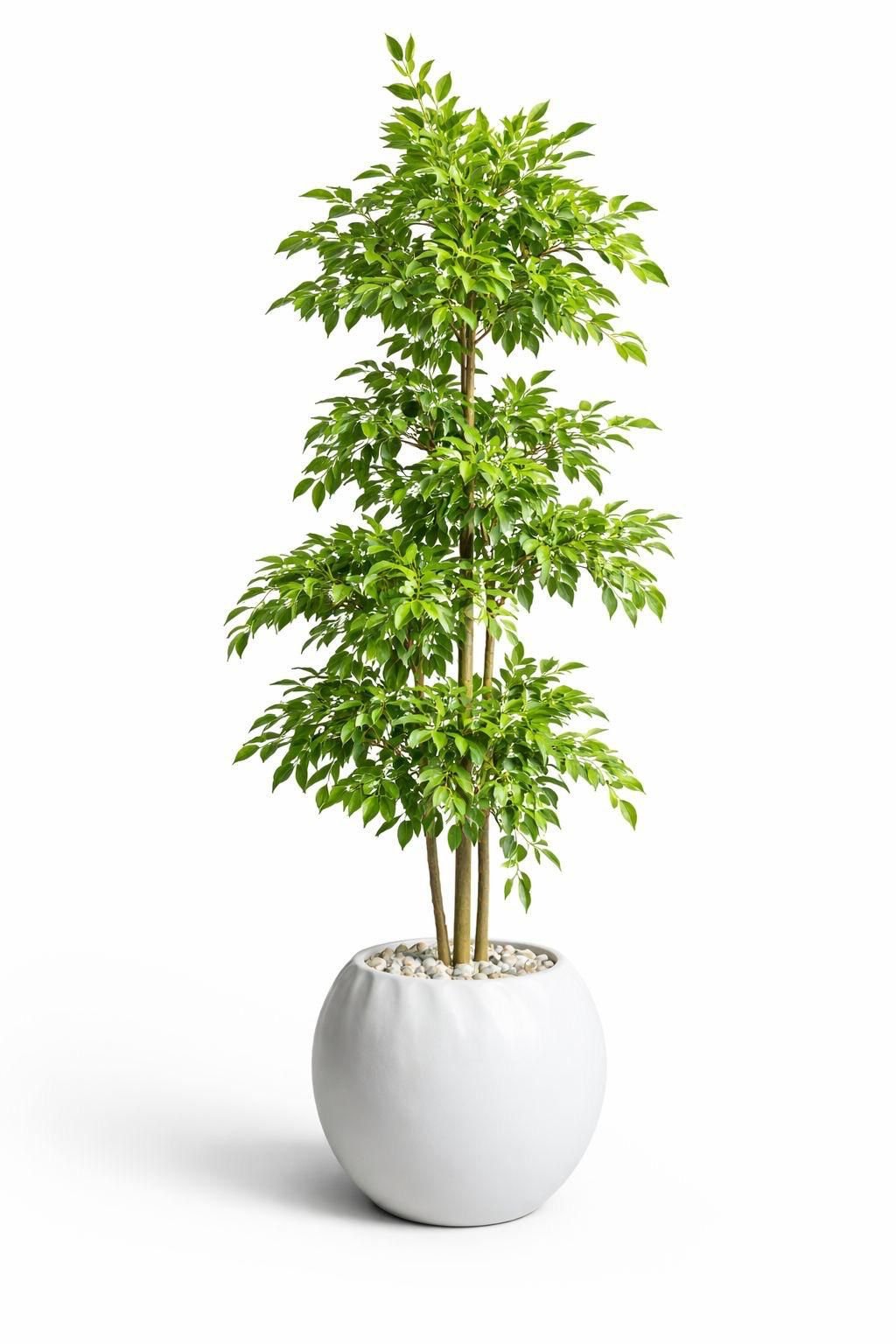 Multi-Stem Ficus Tree (Artificial)