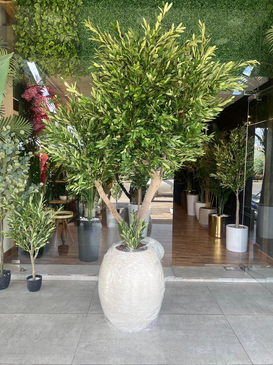 Customized Olive Tree – 2.3m