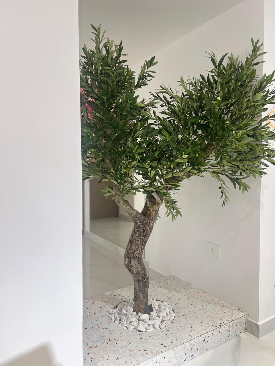 Customized Olive Tree Section – 2m