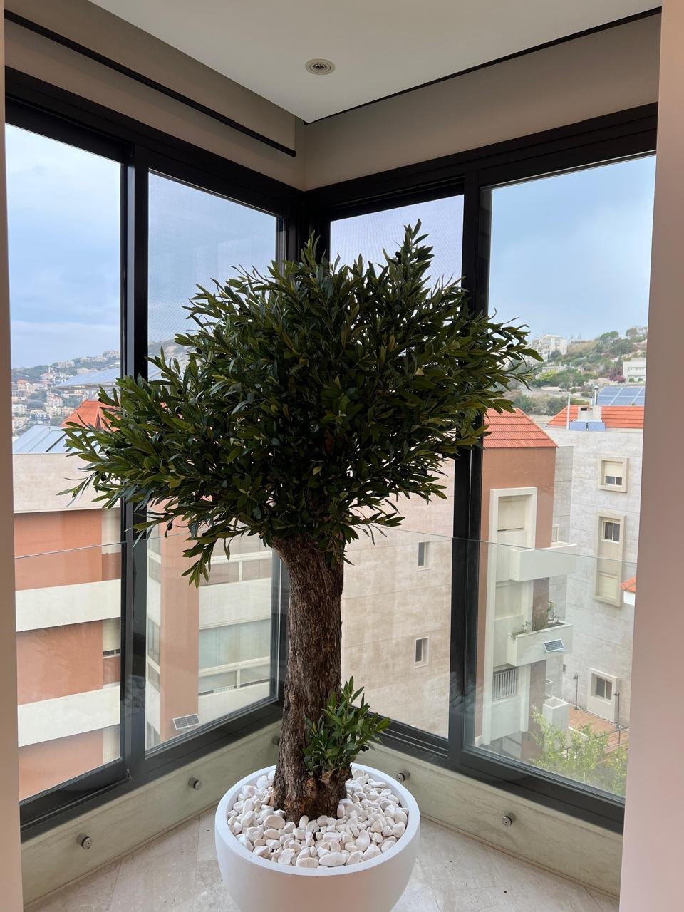Premium Olive Tree – 2m