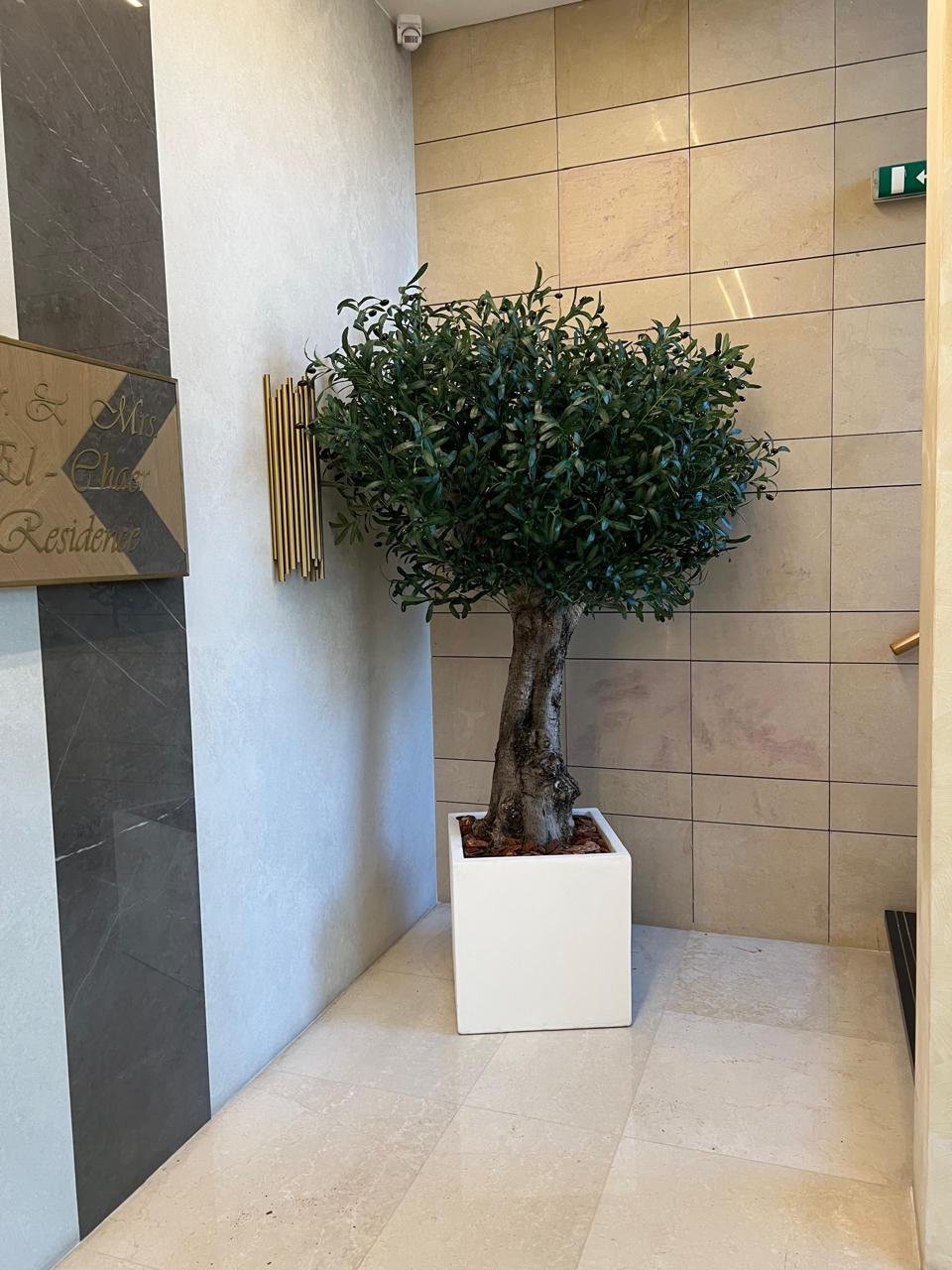 Customized Olive Tree – 2.2m