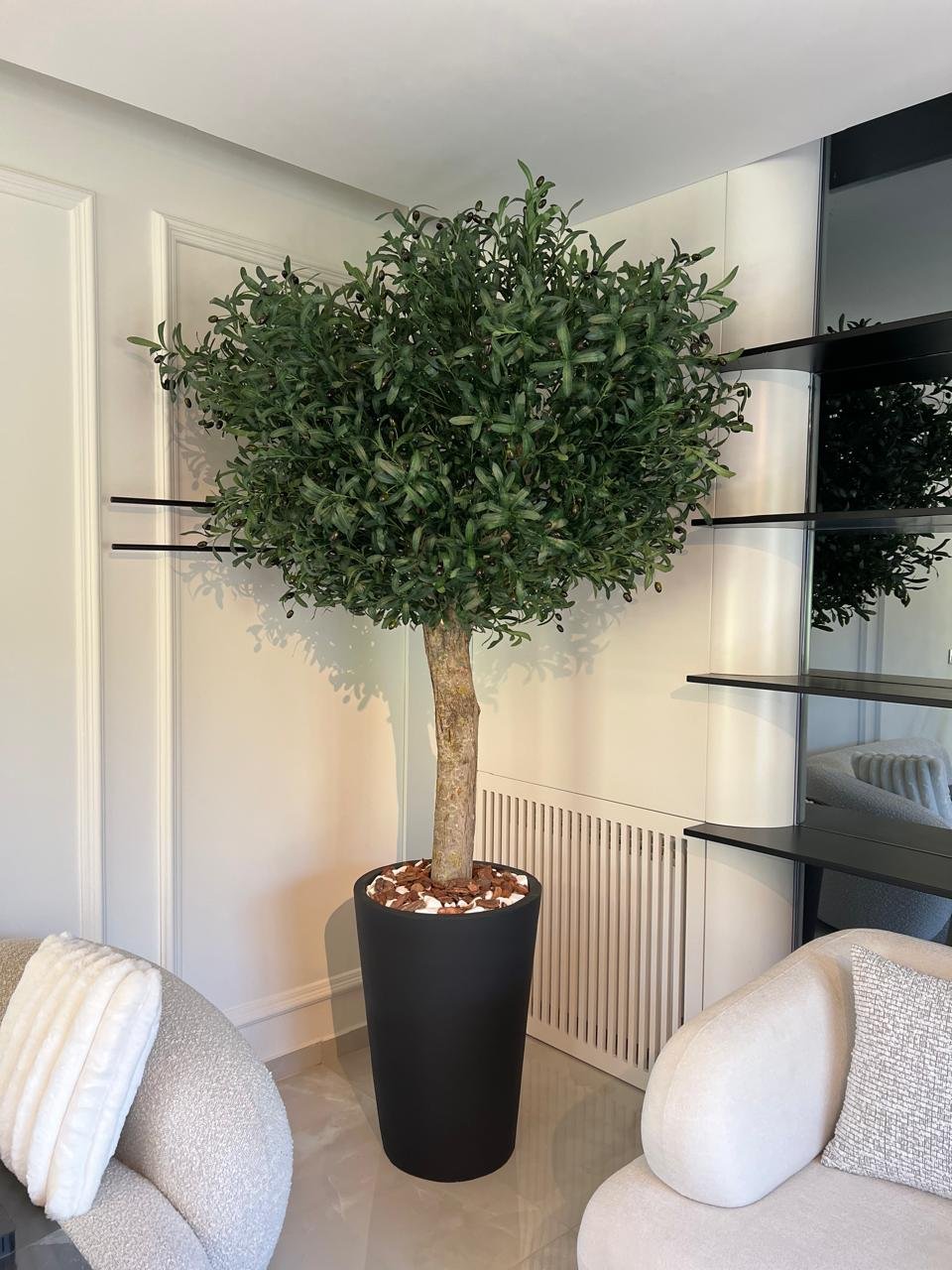 Premium Olive Tree – 2.5m
