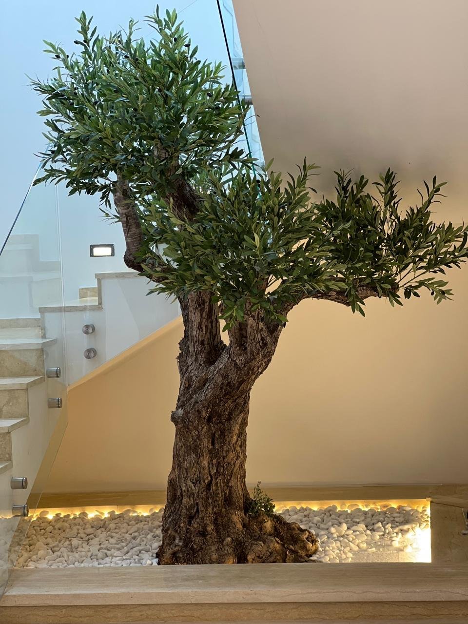 Customized Olive Tree Section – 2.7m